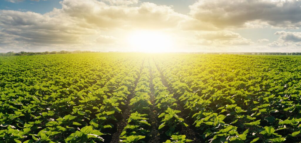 AGRICULTURE LAND Purchase